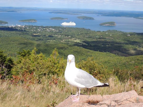 Cadillac Mountain view