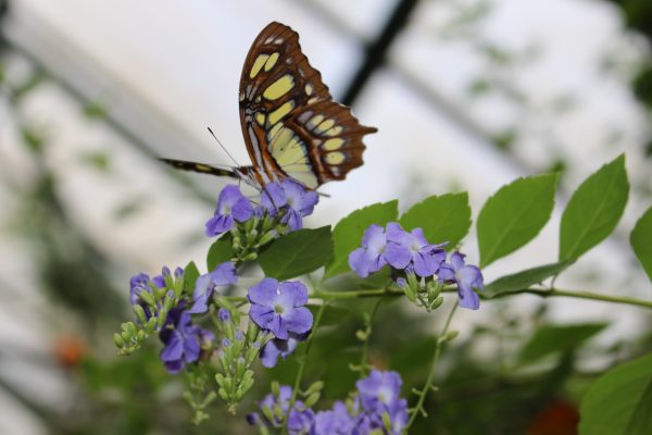 Butterfly and flowers