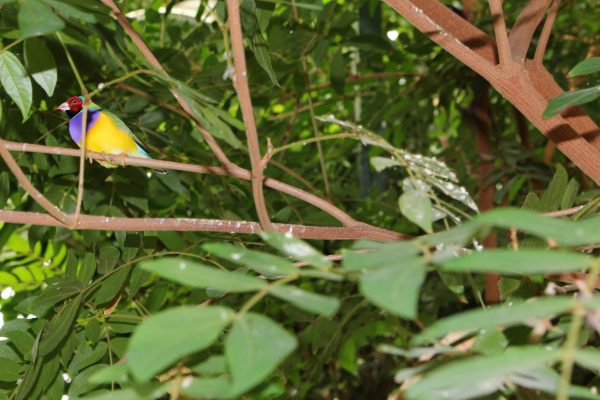 Gouldian finch